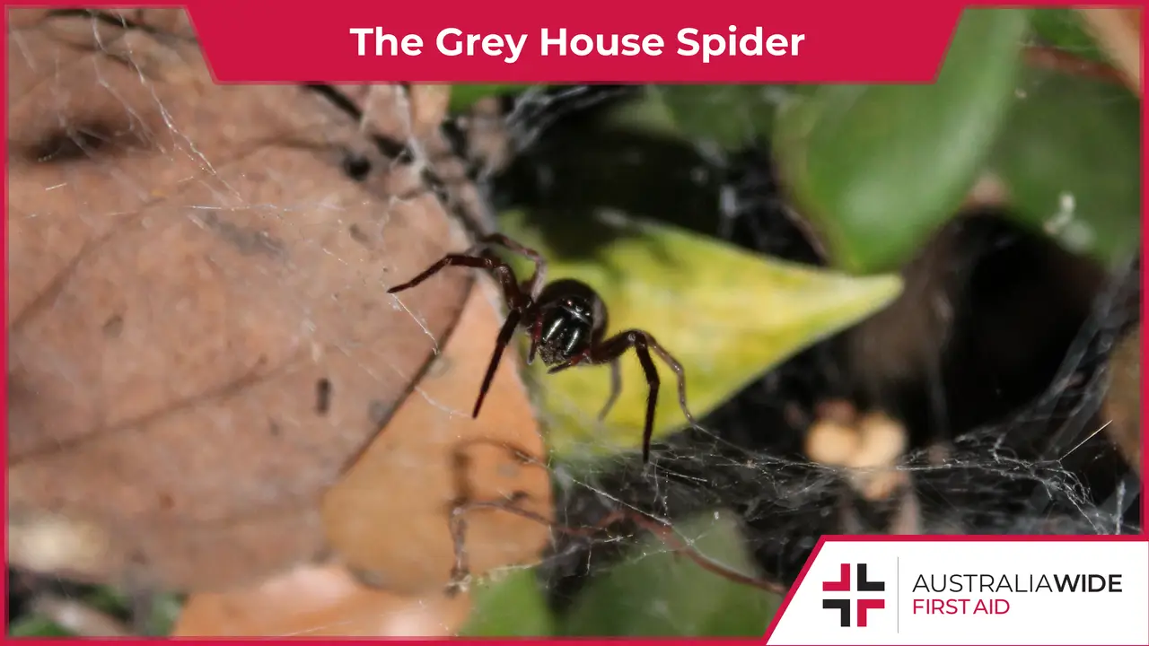 A dark coloured spider sitting in a web among leaves